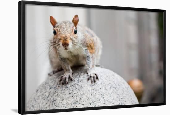 Perched Squirrel Photo Print Poster-null-Framed Poster