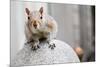 Perched Squirrel Photo Print Poster-null-Mounted Poster