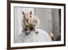Perched Squirrel-null-Framed Photo