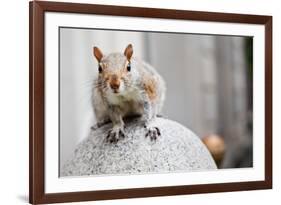 Perched Squirrel-null-Framed Photo