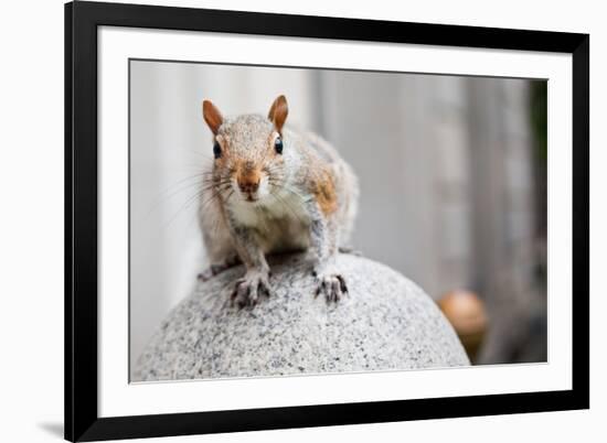 Perched Squirrel-null-Framed Photo