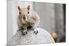 Perched Squirrel-null-Mounted Photo