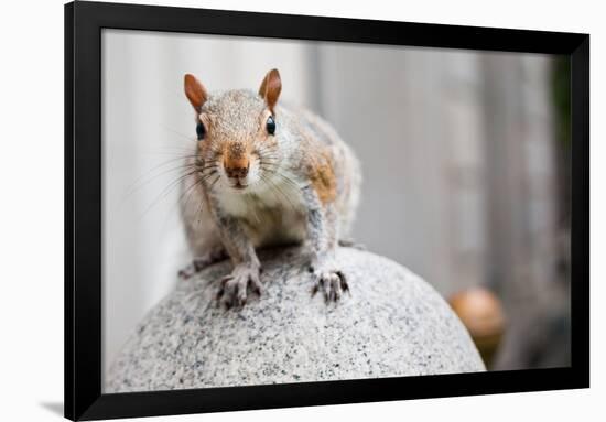 Perched Squirrel-null-Framed Photo