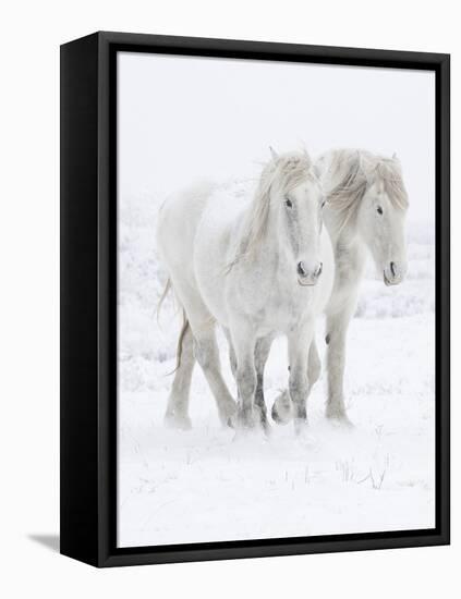 Percheron horses, two walking through snow. Alberta, Canada-Carol Walker-Framed Stretched Canvas