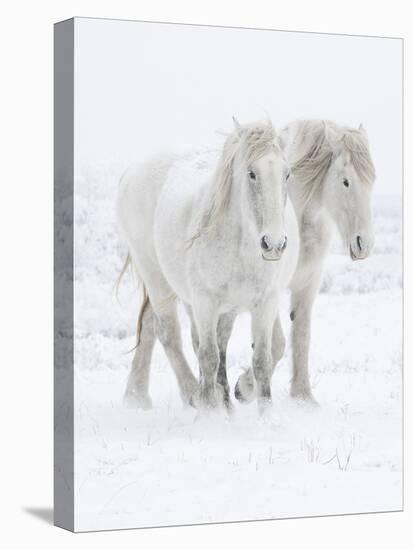 Percheron horses, two walking through snow. Alberta, Canada-Carol Walker-Stretched Canvas