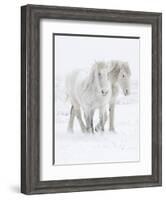 Percheron horses, two walking through snow. Alberta, Canada-Carol Walker-Framed Photographic Print