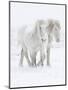 Percheron horses, two walking through snow. Alberta, Canada-Carol Walker-Mounted Photographic Print