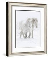 Percheron horses, two walking through snow. Alberta, Canada-Carol Walker-Framed Photographic Print