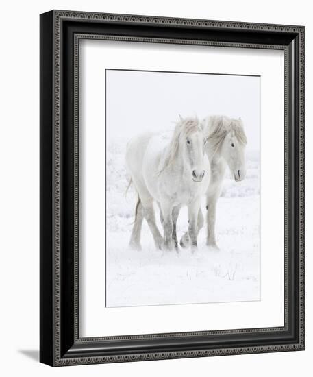 Percheron horses, two walking through snow. Alberta, Canada-Carol Walker-Framed Photographic Print