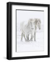 Percheron horses, two walking through snow. Alberta, Canada-Carol Walker-Framed Premium Photographic Print