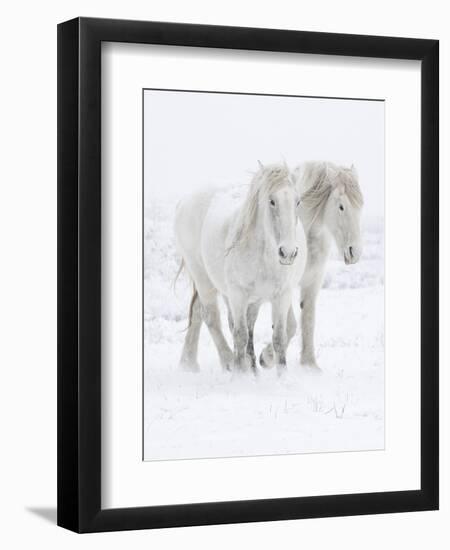 Percheron horses, two walking through snow. Alberta, Canada-Carol Walker-Framed Premium Photographic Print