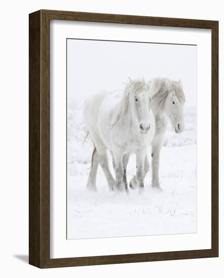 Percheron horses, two walking through snow. Alberta, Canada-Carol Walker-Framed Photographic Print