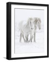 Percheron horses, two walking through snow. Alberta, Canada-Carol Walker-Framed Photographic Print