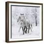 Percheron horses, walking through snow, Alberta, Canada-Carol Walker-Framed Photographic Print