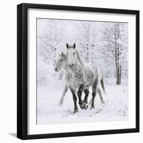 Percheron horses, walking through snow, Alberta, Canada-Carol Walker-Framed Photographic Print