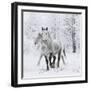 Percheron horses, walking through snow, Alberta, Canada-Carol Walker-Framed Photographic Print