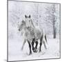 Percheron horses, walking through snow, Alberta, Canada-Carol Walker-Mounted Premium Photographic Print