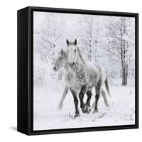 Percheron horses, walking through snow, Alberta, Canada-Carol Walker-Framed Stretched Canvas