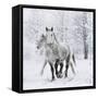 Percheron horses, walking through snow, Alberta, Canada-Carol Walker-Framed Stretched Canvas