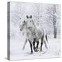 Percheron horses, walking through snow, Alberta, Canada-Carol Walker-Stretched Canvas