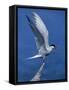 Perching Arctic Tern Spreading Wings in Manitoba-Arthur Morris-Framed Stretched Canvas
