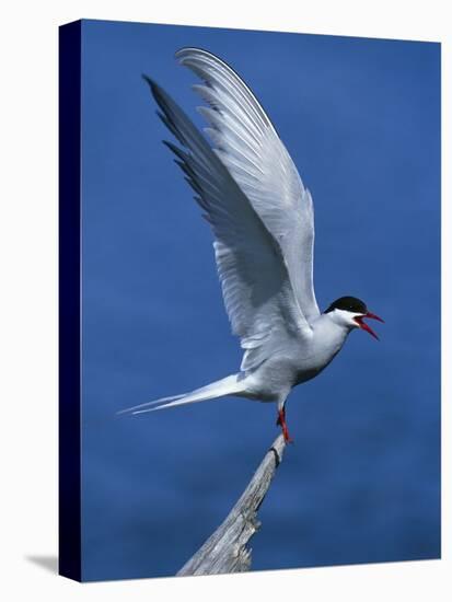 Perching Arctic Tern Spreading Wings in Manitoba-Arthur Morris-Stretched Canvas