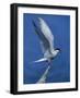 Perching Arctic Tern Spreading Wings in Manitoba-Arthur Morris-Framed Photographic Print