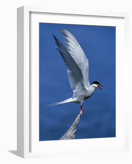 Perching Arctic Tern Spreading Wings in Manitoba-Arthur Morris-Framed Photographic Print