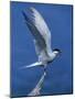 Perching Arctic Tern Spreading Wings in Manitoba-Arthur Morris-Mounted Photographic Print