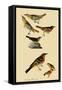 Perching Birds-John James Audubon-Framed Stretched Canvas