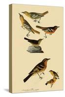 Perching Birds-John James Audubon-Stretched Canvas