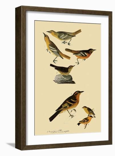 Perching Birds-John James Audubon-Framed Giclee Print