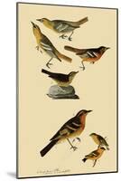 Perching Birds-John James Audubon-Mounted Giclee Print