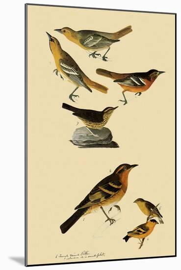 Perching Birds-John James Audubon-Mounted Giclee Print