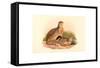 Perdix Barbata (Daurian Partridge), Colored Lithograph-Richter & Gould-Framed Stretched Canvas