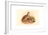 Perdix Barbata (Daurian Partridge), Colored Lithograph-Richter & Gould-Framed Giclee Print