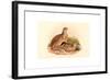 Perdix Barbata (Daurian Partridge), Colored Lithograph-Richter & Gould-Framed Giclee Print