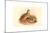 Perdix Barbata (Daurian Partridge), Colored Lithograph-Richter & Gould-Mounted Giclee Print