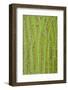 Pere David's Maple (Acer davidii) close-up of bark, mature tree-Krystyna Szulecka-Framed Photographic Print