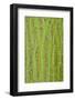 Pere David's Maple (Acer davidii) close-up of bark, mature tree-Krystyna Szulecka-Framed Photographic Print