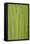 Pere David's Maple (Acer davidii) close-up of bark, mature tree-Krystyna Szulecka-Framed Stretched Canvas