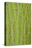 Pere David's Maple (Acer davidii) close-up of bark, mature tree-Krystyna Szulecka-Stretched Canvas