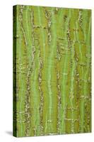 Pere David's Maple (Acer davidii) close-up of bark, mature tree-Krystyna Szulecka-Stretched Canvas