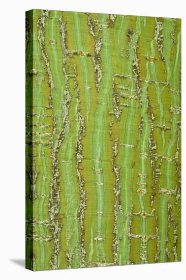 Pere David's Maple (Acer davidii) close-up of bark, mature tree-Krystyna Szulecka-Stretched Canvas