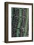 Pere David's Maple (Acer davidii) close-up of bark-Tony Wharton-Framed Photographic Print