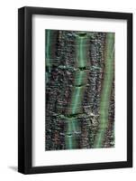 Pere David's Maple (Acer davidii) close-up of bark-Tony Wharton-Framed Photographic Print