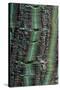 Pere David's Maple (Acer davidii) close-up of bark-Tony Wharton-Stretched Canvas