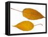 Pere David's Maple Two Leaves in Autumn Colours, Native to China-Philippe Clement-Framed Stretched Canvas