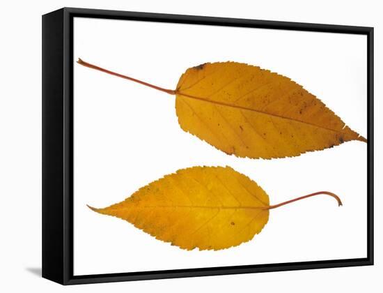 Pere David's Maple Two Leaves in Autumn Colours, Native to China-Philippe Clement-Framed Stretched Canvas