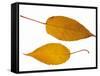 Pere David's Maple Two Leaves in Autumn Colours, Native to China-Philippe Clement-Framed Stretched Canvas